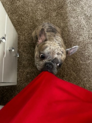 French Bulldog Stud 31791