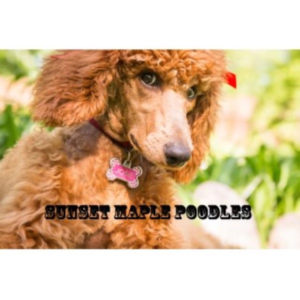 Sunset Maple Standard Poodles