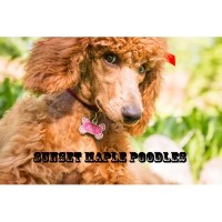 Sunset Maple Standard Poodles Poodle Standard breeder