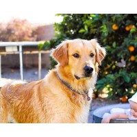 Walkers Goldens Golden Retriever breeder