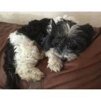 Cedarwood Havanese Havanese breeder