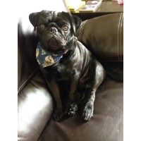 Pascal - Pug Stud