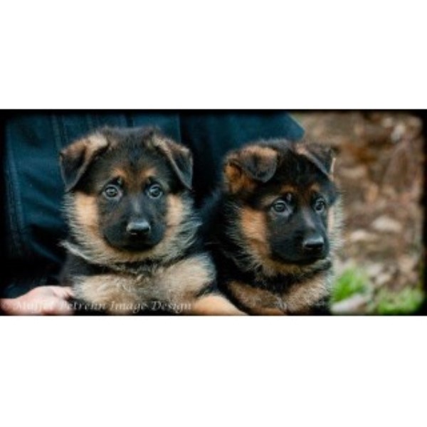 Parkseite German Shepherds