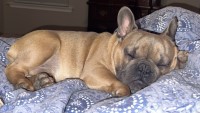 Haley Willingham - French Bulldog Stud