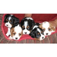 Phoenix Cavaliers Cavalier King Charles Spaniel breeder