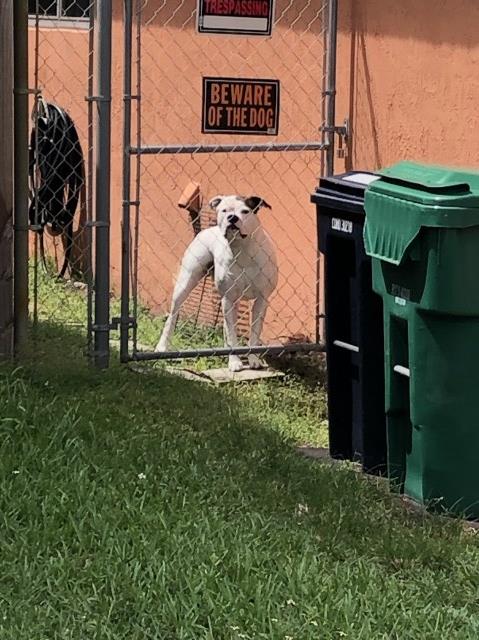 American Bulldog Stud 27576