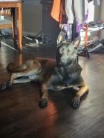 Alessandro O Biswas - Malinois Stud