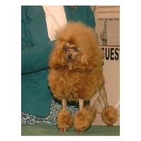 Camic Cockers Poodle Miniature breeder