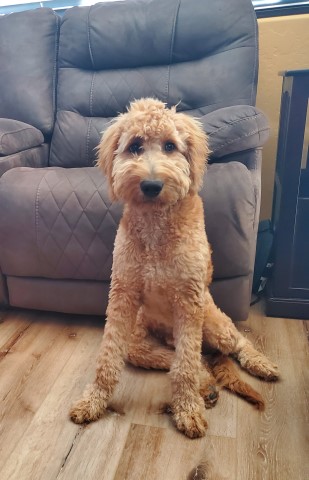 Goldendoodle Stud 29518