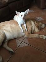 Maggie - Chihuahua Stud