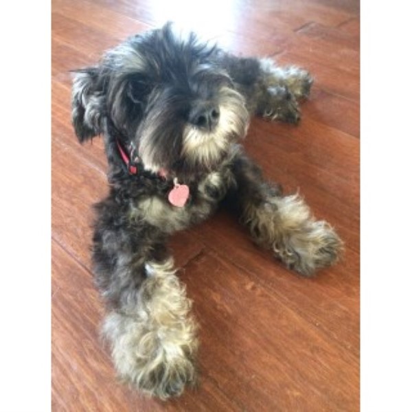 Gunny's Schnauzer Squad Texas, Miniature Schnauzer Stud