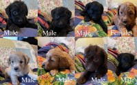Following Creation Farm Poodle Miniature breeder