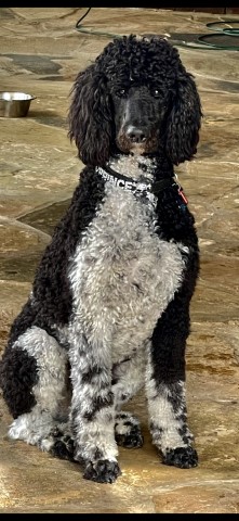 McEnery standard poodles