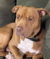 Royce f Taylor - American Pit Bull Terrier Stud