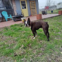 Austin Twitchell - Boston Terrier Breeder Boston Terrier breeder