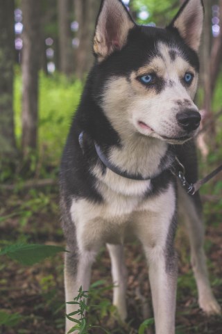 Siberian Husky Stud 26512