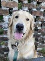 Melynda Loomis - Golden Retriever Stud