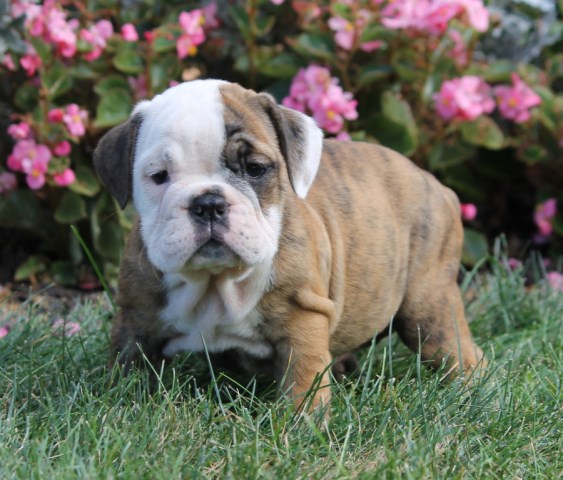 English Bulldog Breeder 25394
