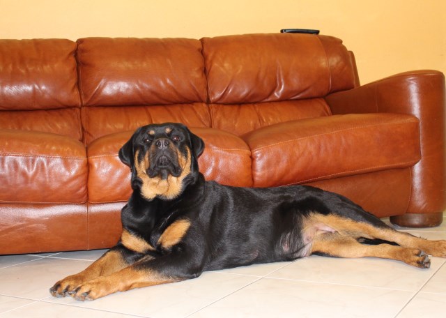 Rottweiler Breeder 25317