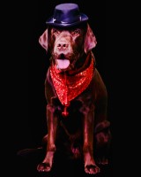 Giovanni - Labrador Retriever Stud