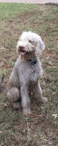 Labradoodle Stud 27605