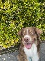 Kat - Australian Shepherd Dog Stud