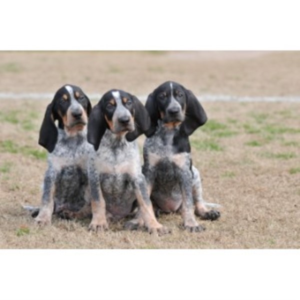 Evenstar Hounds, Bluetick Coonhound Breeder in Ohatchee