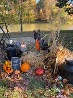 Melissa Sowa - German Shepherd Dog Stud