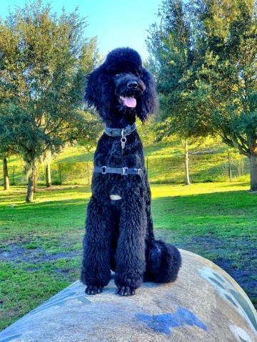 Poodle Standard Stud 29738