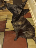 Chip - Malinois Stud