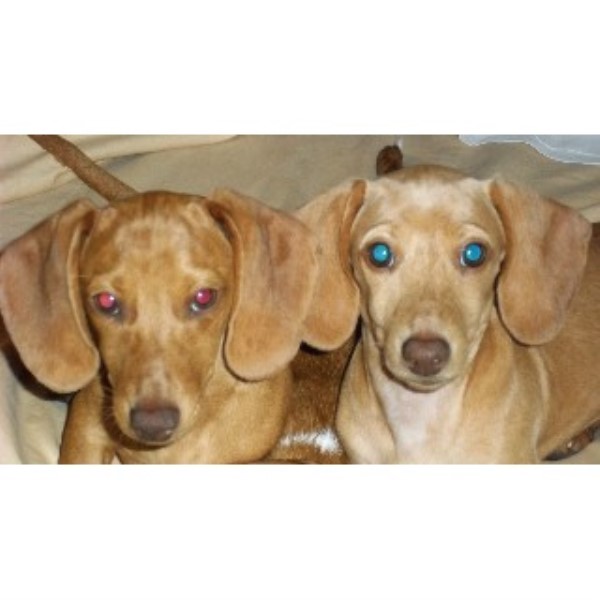 Four Rivers Dachshunds, Dachshund Breeder in Kevil, Kentucky