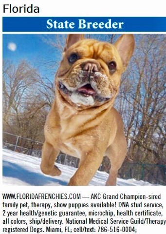 French Bulldog Breeder 25767