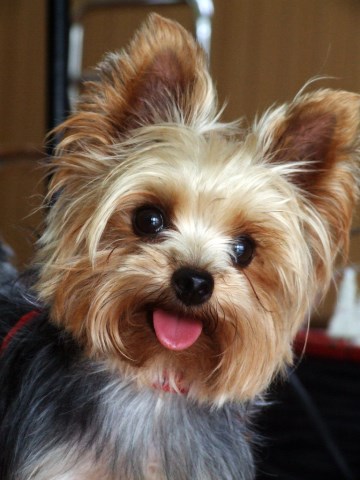 Yorkshire Terrier Stud 27964