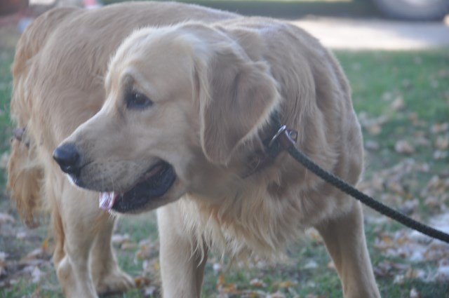 Golden Retriever Breeder 25370