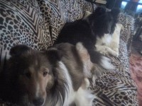 Shetland Sheepdog thumbnail