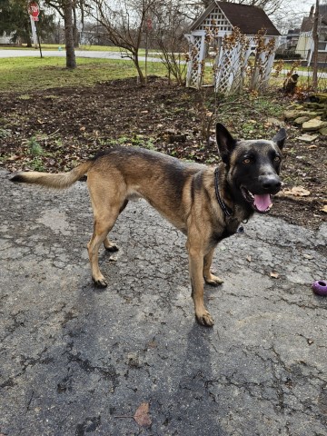 Malinois Stud 31564