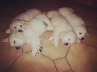 HAVEN PUPPIES HOME Golden Retriever breeder