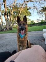 Jerry Lopez - German Shepherd Dog Stud