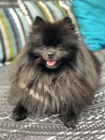 Liz Tallia - Pomeranian Stud