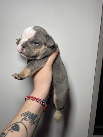 English Bulldog Breeder 30980