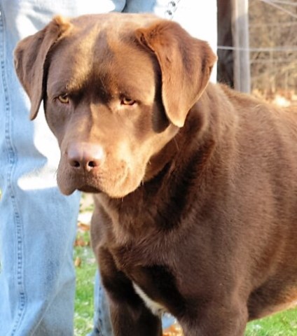 Ethereal labradors bid vs ask forex