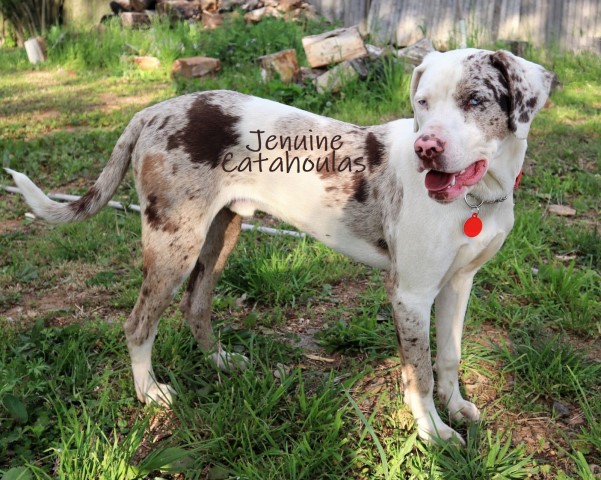 Louisiana Catahoula Leopard Dog Stud 29220