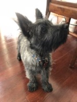 Cairn Terrier Stud 26316