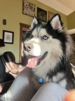 Brandon Burke - Siberian Husky Stud