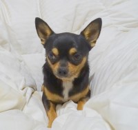 Paws-N-Claws Pug breeder