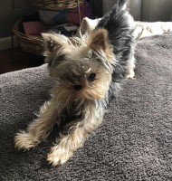 teaspoon puppy - Yorkshire Terrier Stud