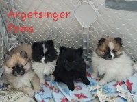 Argetsinger Poms Pomeranian breeder