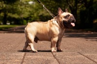 Josefina Bula - French Bulldog Stud