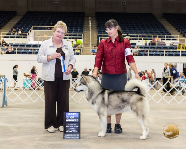 Ghost Dance Alaskan Malamutes