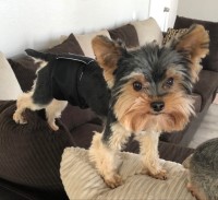 KIM LAFOUNTAINE - Yorkshire Terrier Stud